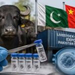 China’s Milk Industry Wants to Import More Elite Buffalo Embryos From Pakistan