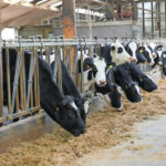 Corn flake-style feed could boost dairy productivity