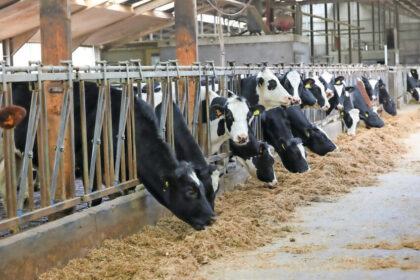 Corn flake-style feed could boost dairy productivity