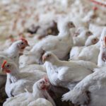 IPSF: Fowl adenovirus incidence increases