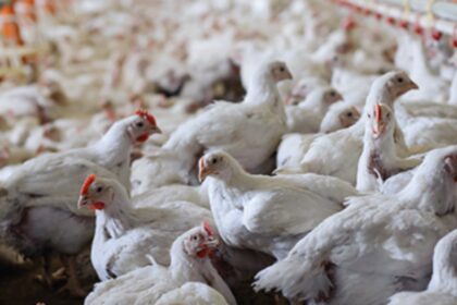 Poultry
