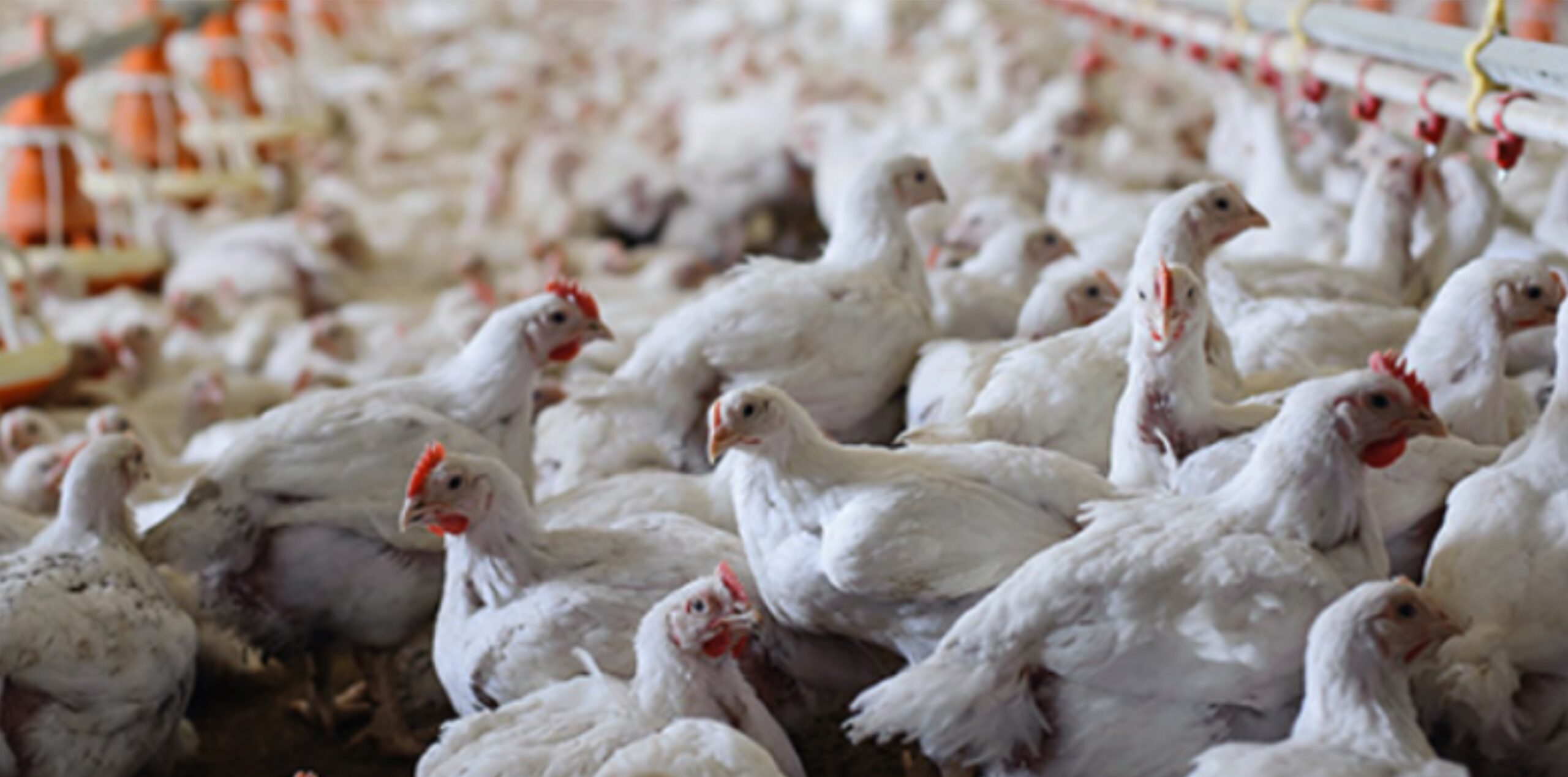 IPSF: Fowl adenovirus incidence increases