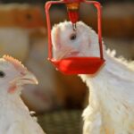 IPSF- Water efficiency in broilers