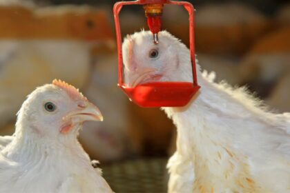 IPSF- Water efficiency in broilers