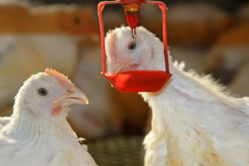 IPSF- Water efficiency in broilers