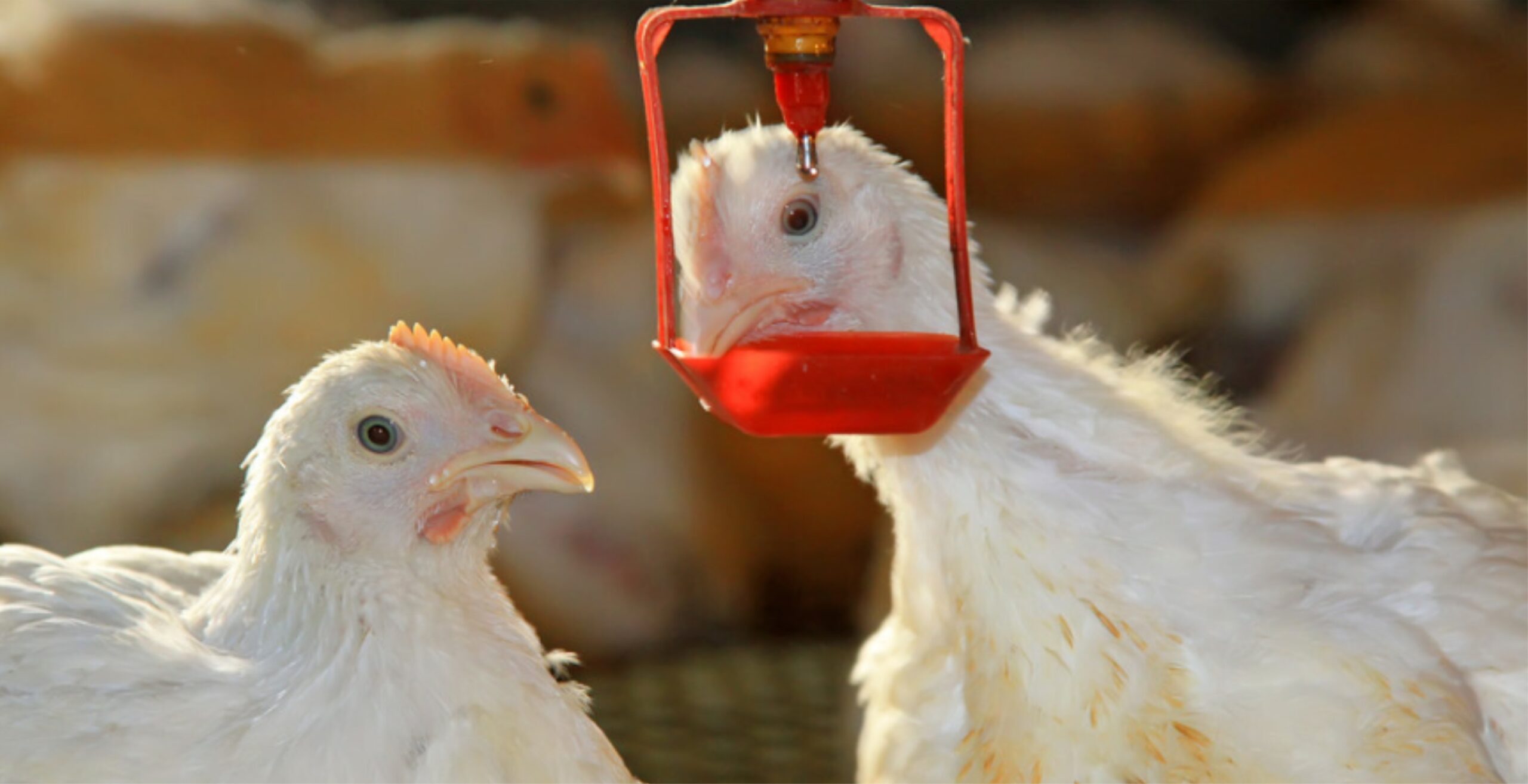 IPSF- Water efficiency in broilers