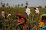 Islamic Chamber conference highlights investment opportunities in Pakistan agriculture sector