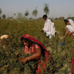 Islamic Chamber conference highlights investment opportunities in Pakistan agriculture sector
