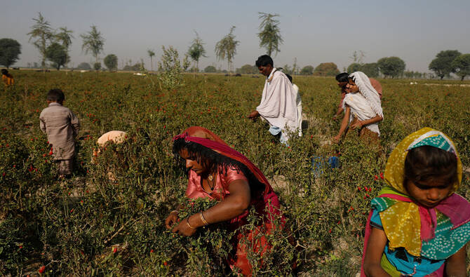 Islamic Chamber conference highlights investment opportunities in Pakistan agriculture sector