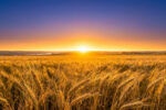 On the horizon A new hub for global agri-food expertise