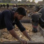 Pakistan, China discuss livestock genetics cooperation