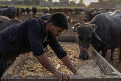 Pakistan, China discuss livestock genetics cooperation