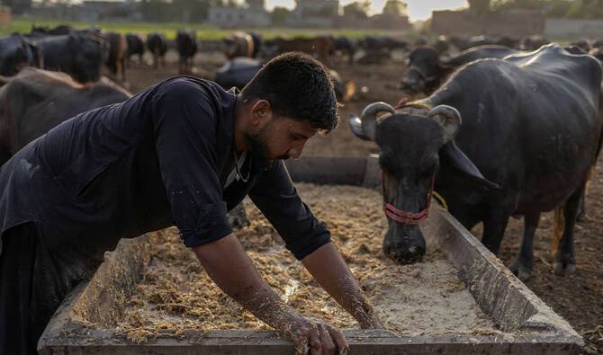 Pakistan, China discuss livestock genetics cooperation