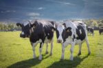 Pakistan’s milk-yielding breed to enter global markets with Chinese support