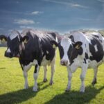 Pakistan’s milk-yielding breed to enter global markets with Chinese support