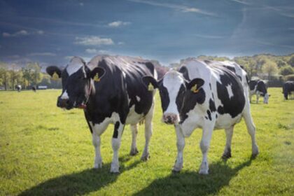 Dairy & Livestock