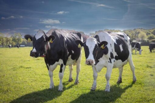 Pakistan’s milk-yielding breed to enter global markets with Chinese support