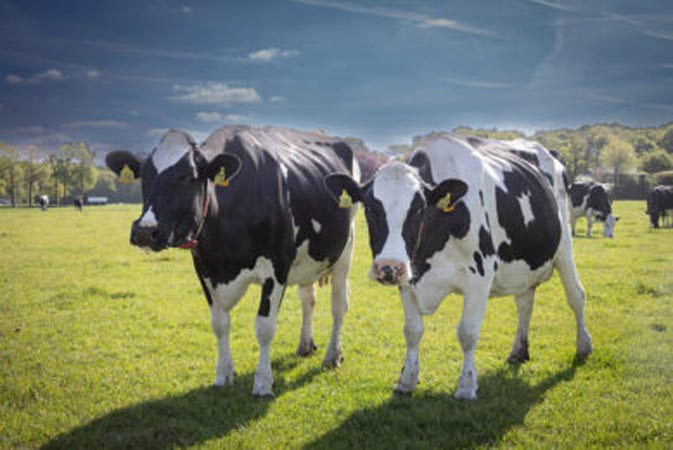 Pakistan’s milk-yielding breed to enter global markets with Chinese support
