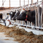 Understanding TMR stability and intake under warm weather challenges