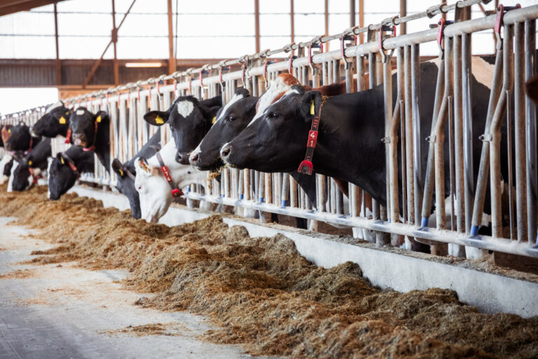 Understanding TMR stability and intake under warm weather challenges